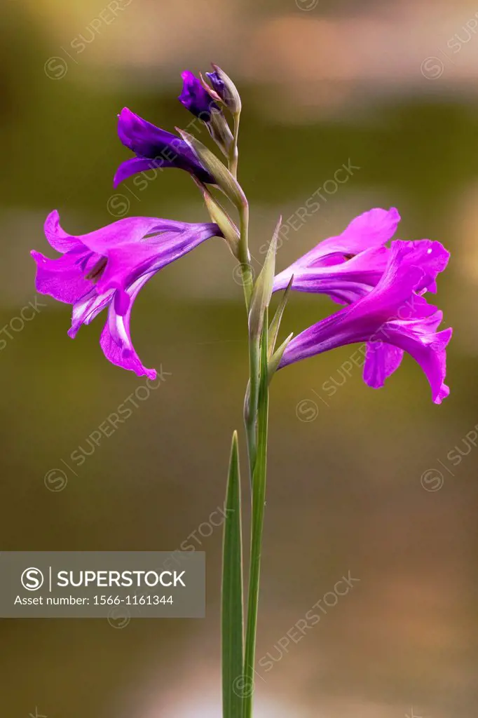 Marsh Gladiolus Gladiolus palustris flowering - Bavaria/Germany