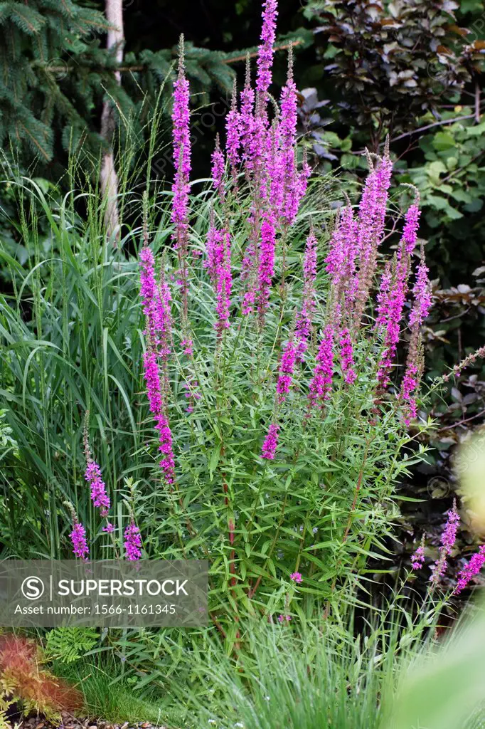 Purple Loosestrife Lythrum salicaria blooming on wet soil in a garden - Germany