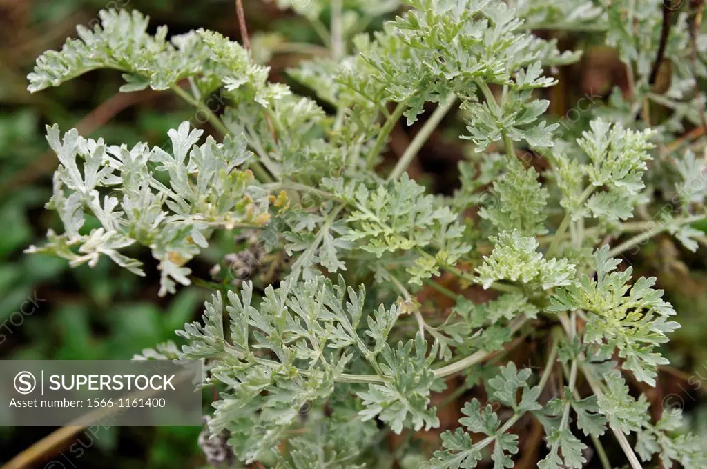 Artemisia absinthium, Boveresse, Val-de Travers, canton of Neuchatel, Switzerland, Europe