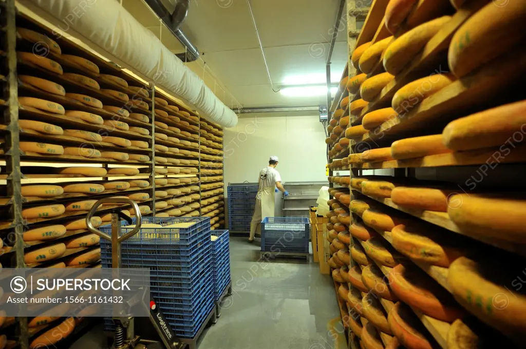 Morbier ripening cellar, cheese factory, Lagrange aux fromages, Fromagerie Sancey Richard of Mont d´or, Metabief, Doubs departement, Franche-Comte reg...