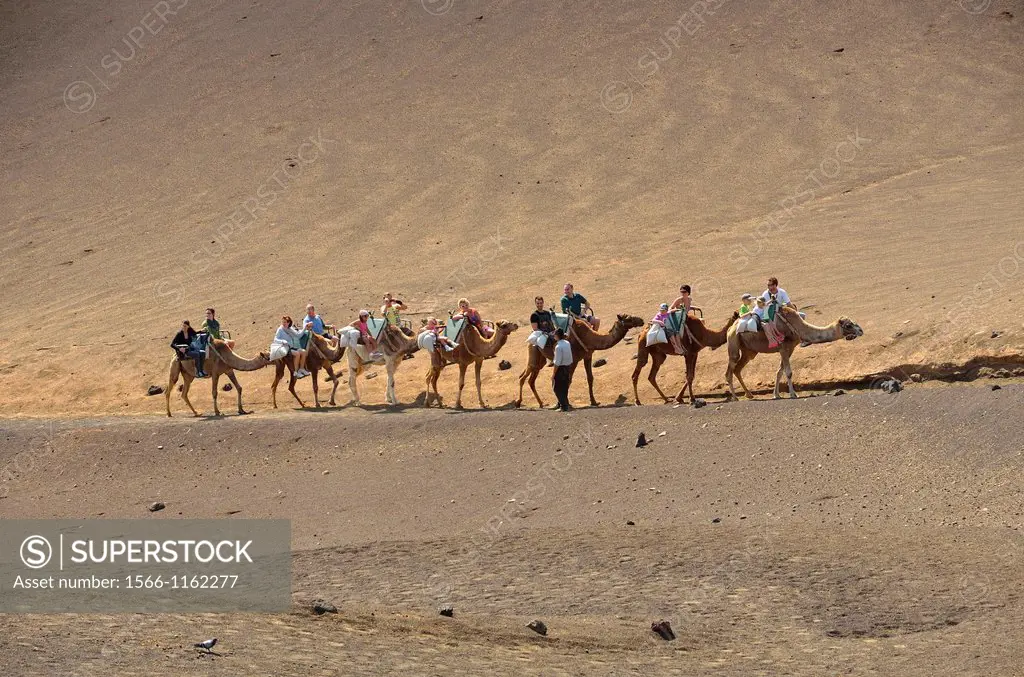 Camels as tourist attractions, Timanfaya National Park Lanzarote