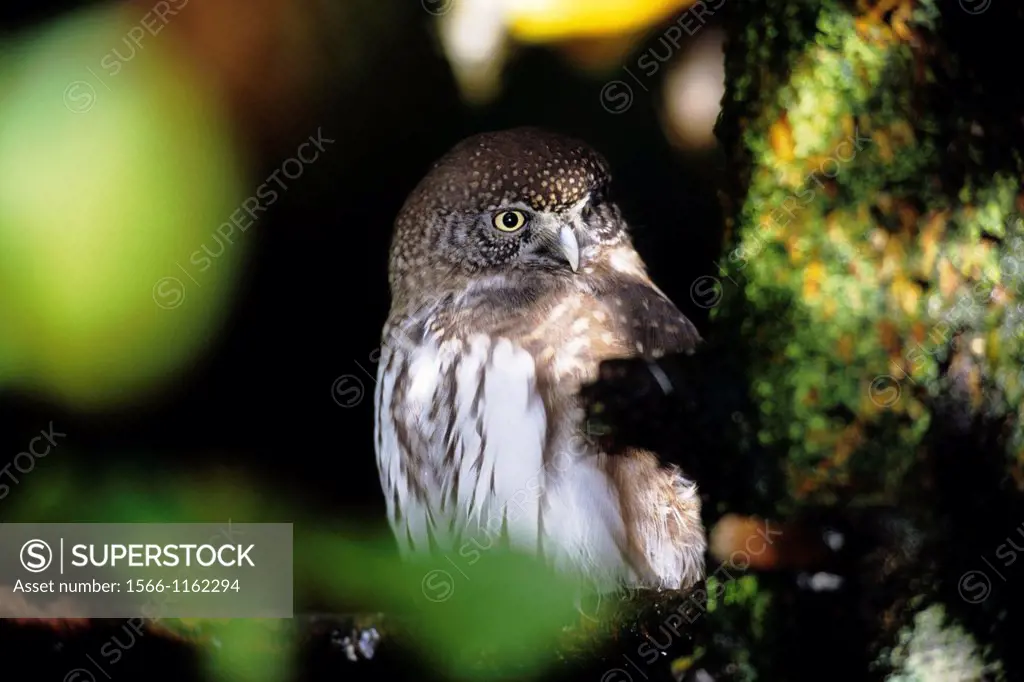 Eurasian Pymgy owl Glaucidium passerinum on branch in autumn - Bavaria/Germany