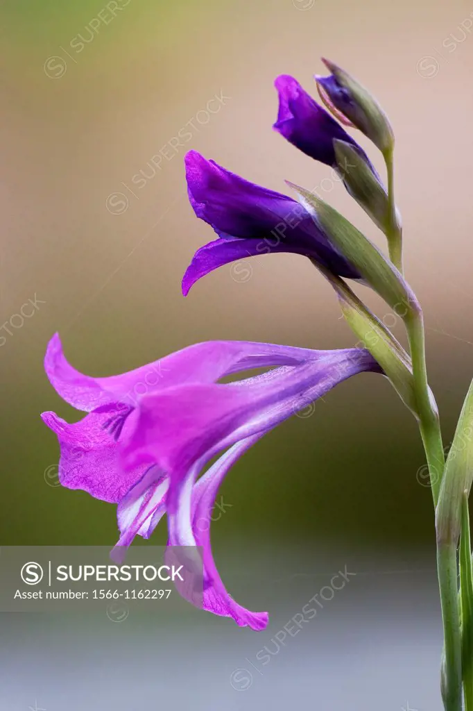 Marsh Gladiolus Gladiolus palustris flowering - Bavaria/Germany
