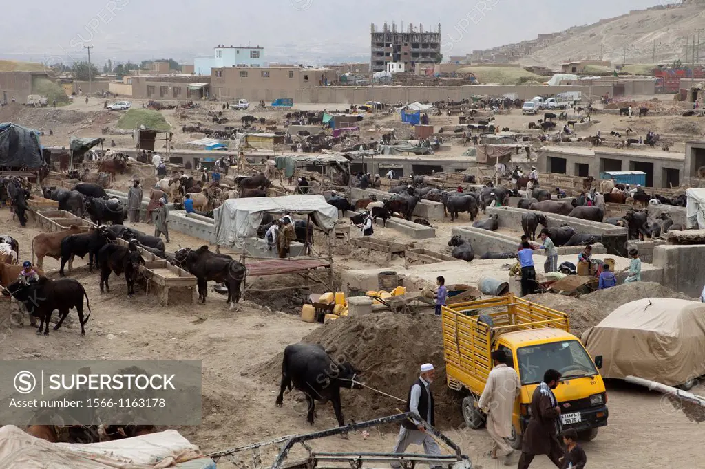 livestock market in kabul, Afghanistan
