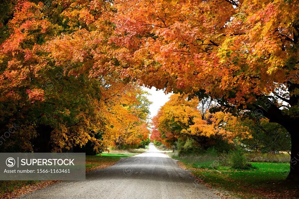 Country road with colorful fall leaves autumn trees Ohio