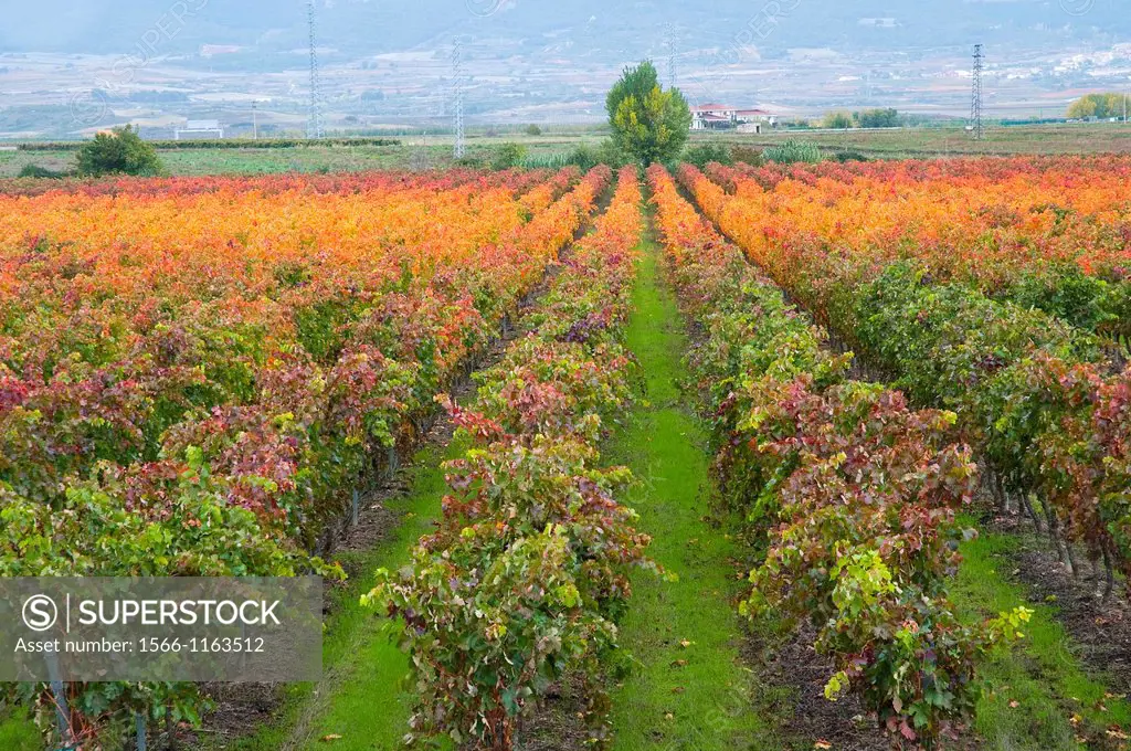 Vineyard in autumn. Haro, La Rioja province, Spain.