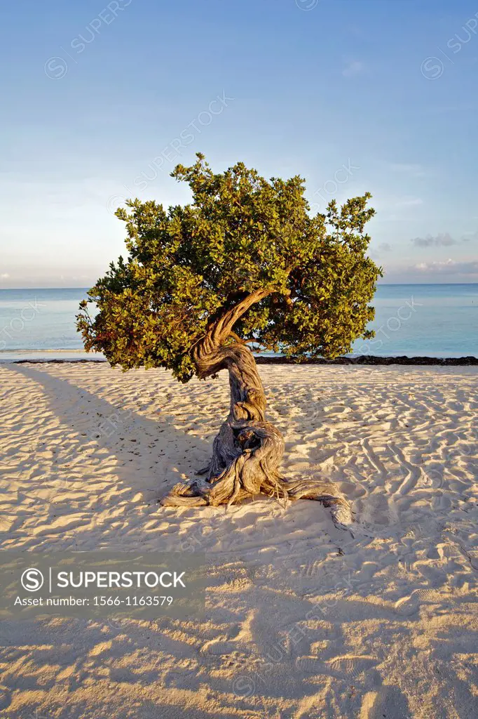 Early Morning Light on the National Tree of Aruba - The Divi Divi Tree