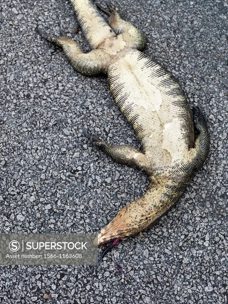A large water monitor dead on the road after it was hit by a car