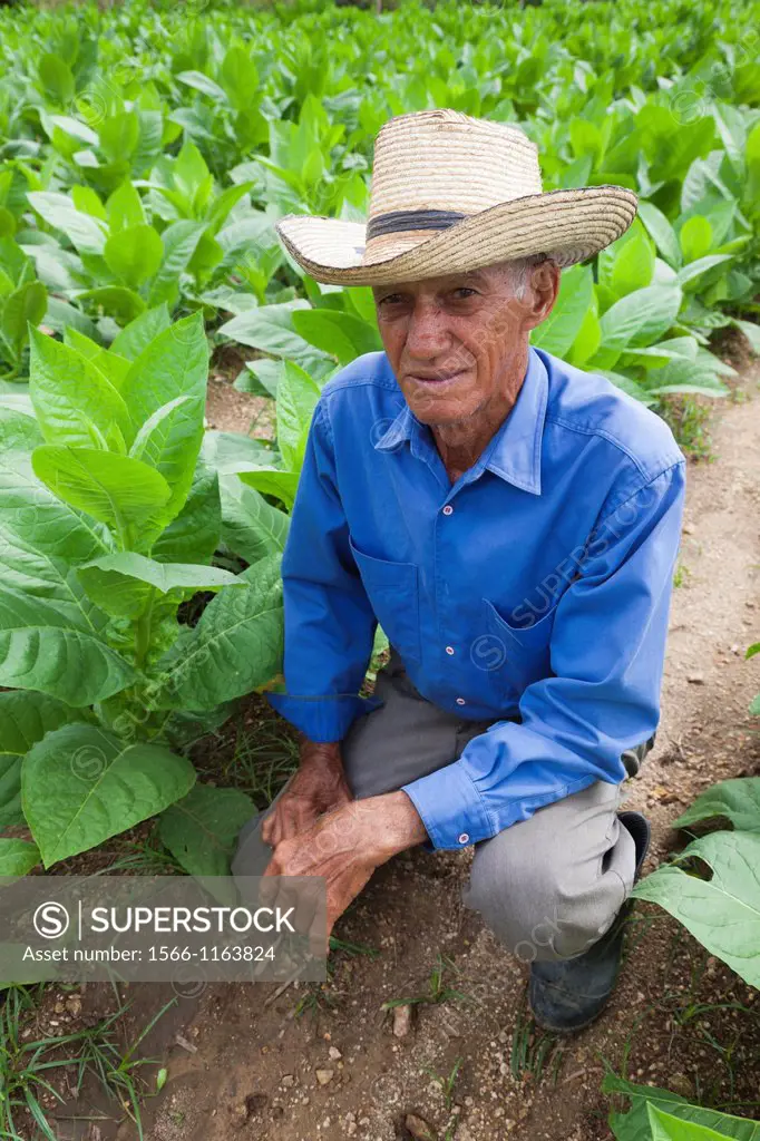 Cuba, Pinar del Rio Province, San Luis, Alejandro Robaina Tobacco Plantation, tobacco plants and planter, NR