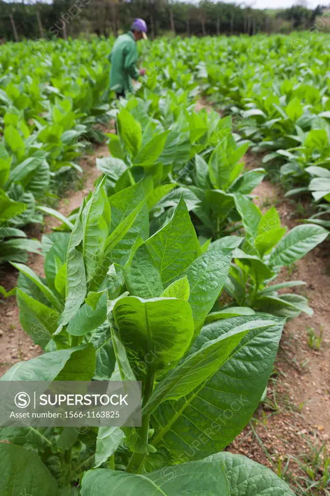 Cuba, Pinar del Rio Province, San Luis, Alejandro Robaina Tobacco Plantation, tobacco plants