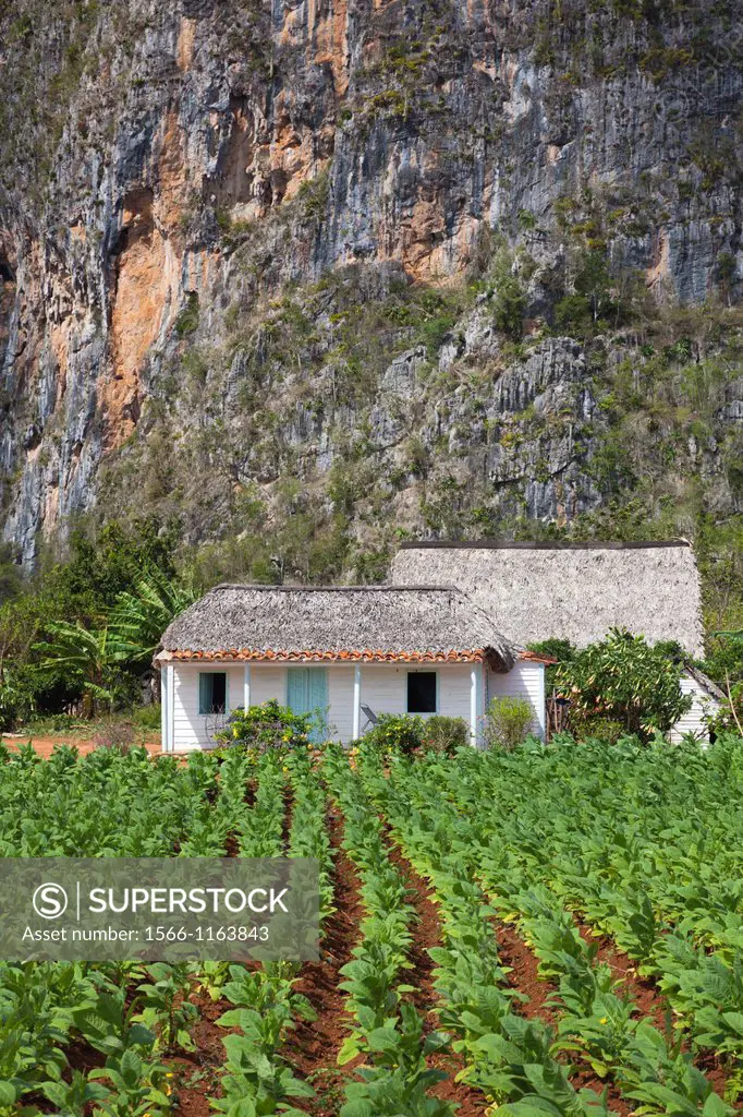 Cuba, Pinar del Rio Province, Vinales, Vinales Valley, tobacco plantation