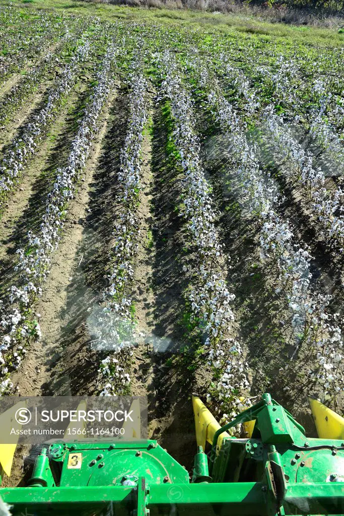 View of Cotton Field Being Harvested From Picker Mississippi