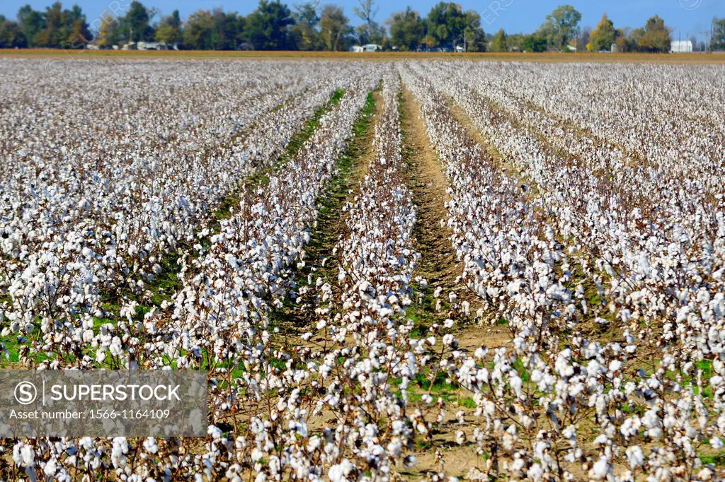 Cotton Field Ready for Harvesting Mississippi
