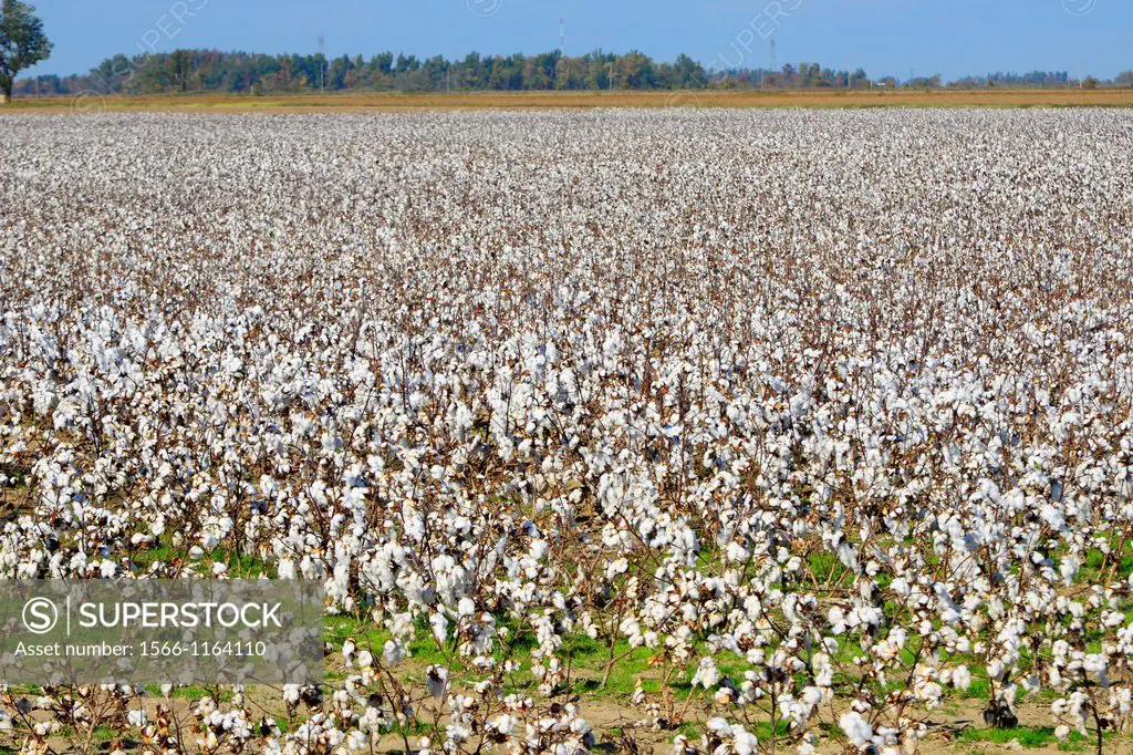 Cotton Field Ready for Harvesting Mississippi