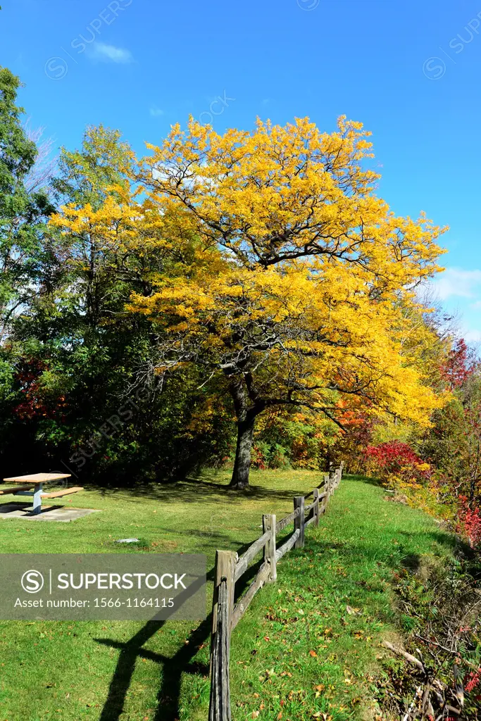 Fenced shoreline with colorful fall leaves autumn trees Michigan