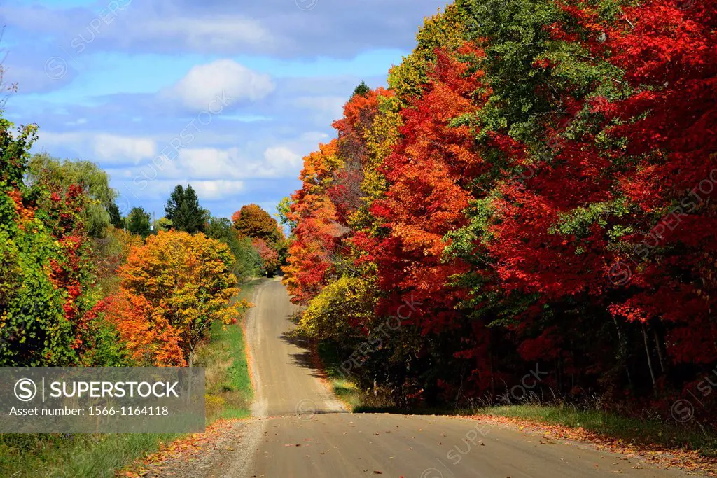 Country road with colorful fall leaves autumn trees Indiana