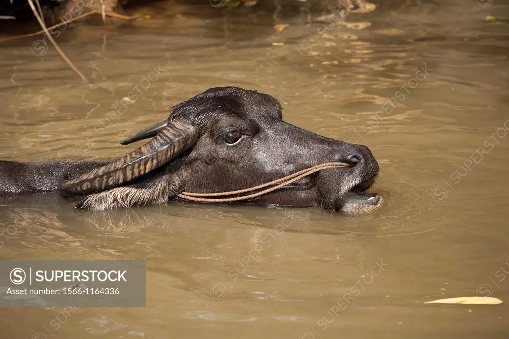 A Water Buffalo cooling off in the water near Yangshuo, Guangxi Autonomous Region, China