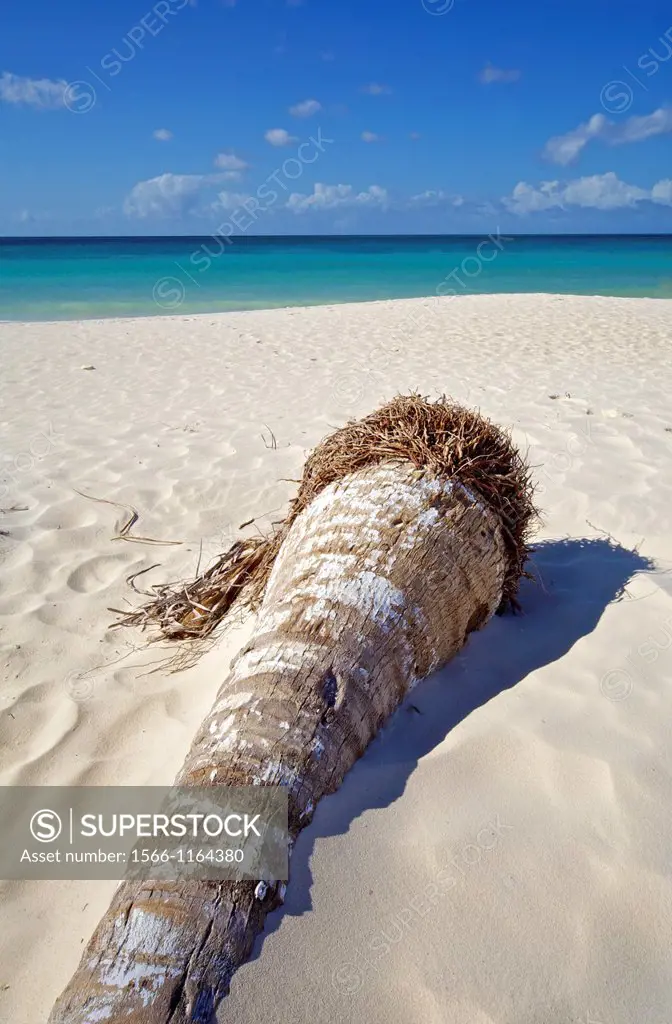 Palm Tree on a Caribbean White Sand Beach