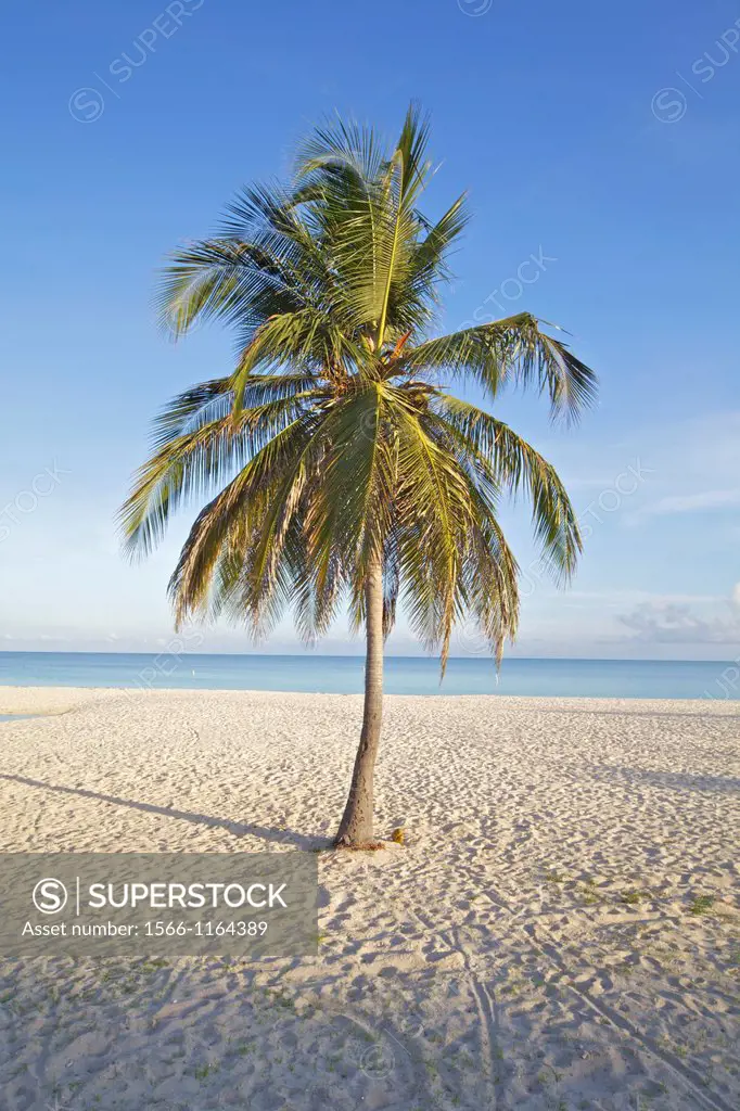 Solo Palm Tree on a White Sandy Beach in the Caribbean