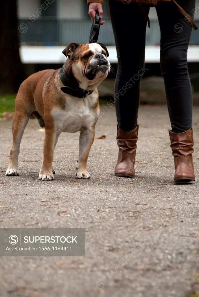 English bulldog walking out on a leash in a park, front view, ground level, autumn scene