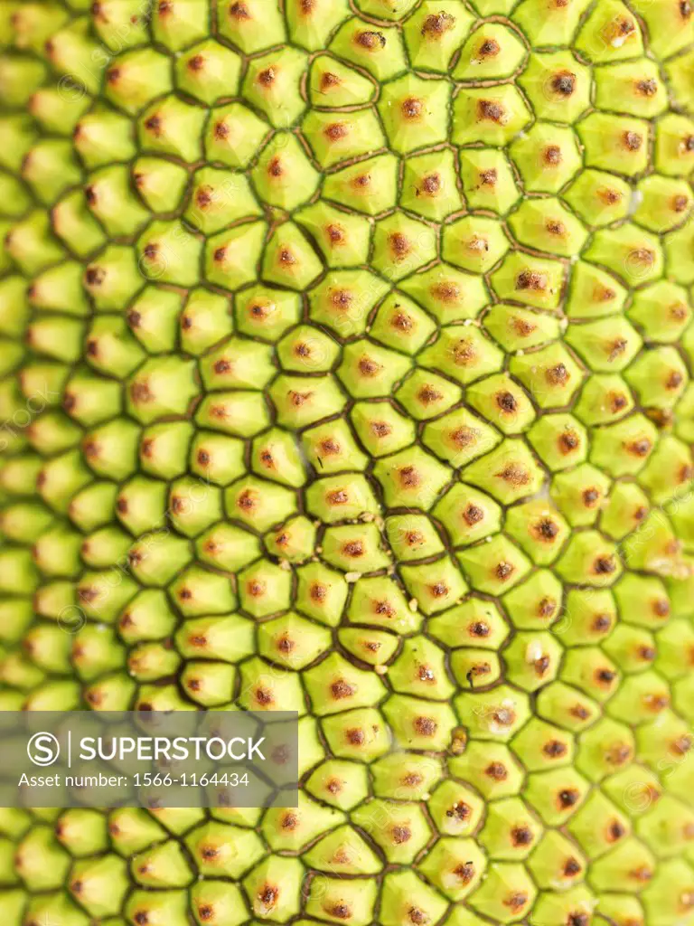 The ´king of fruits,´ the scented and spiky durian