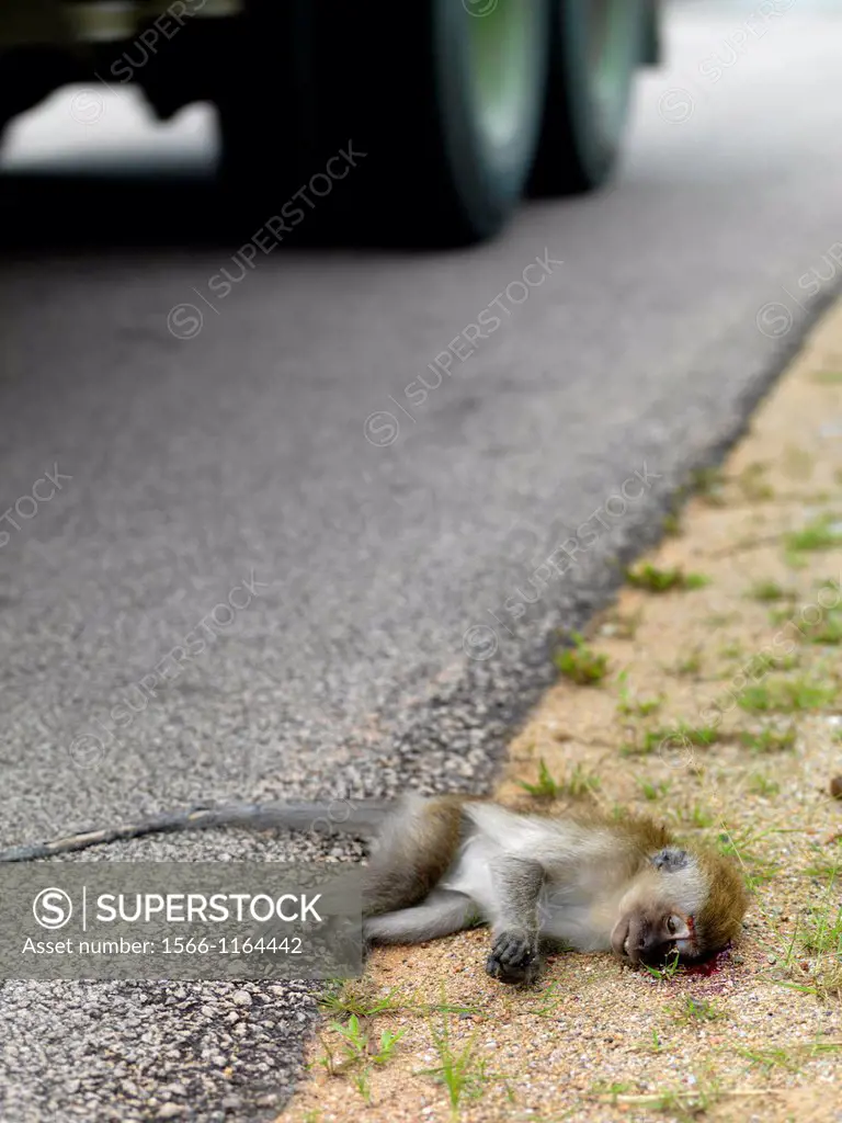 A monkey killed on the side of the road