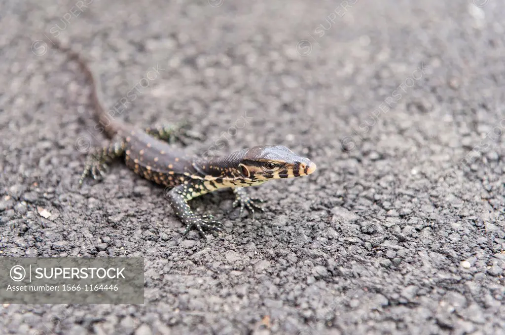 A small lizard on the street