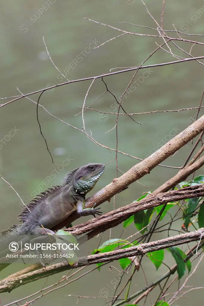Indo-Chinese Water Dragon Physignathus cocincinus in a branch overhanging stream  Khao Yai National Park  Thailand