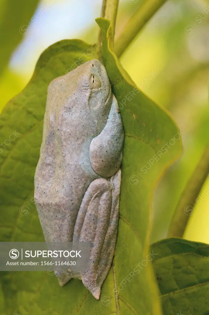 Tree Frog Rhacophorus bipunctatus resting on a leaf  Khao Yai National Park  Thailand
