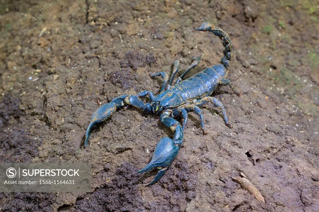 Giant Forest Scorpion Heterometrus laoticus  Khao Yai National Park  Thailand