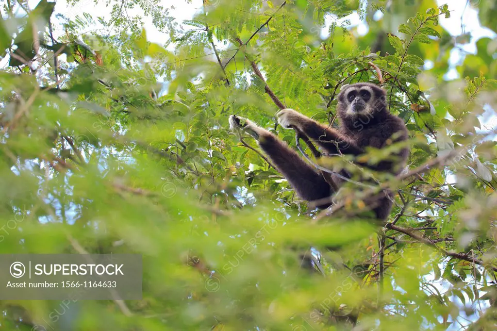 White-handed Gibbon Hylobates lar sitting on branch  Khao Yai National Park  Thailand