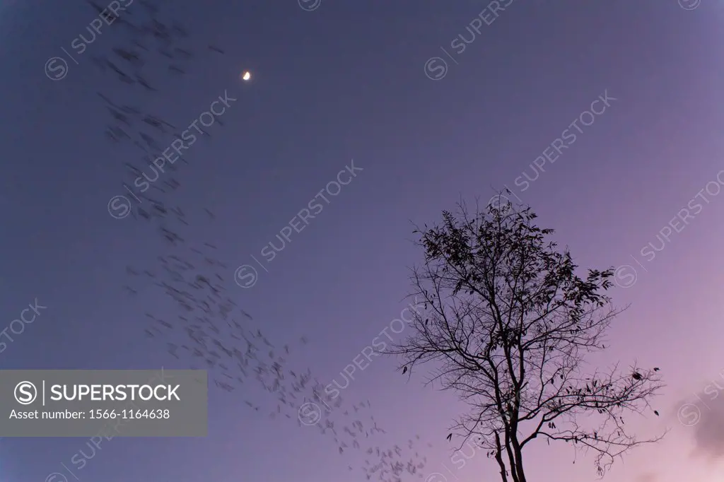 Flocks of Wrinkle-lipped Bats Tadarida plicata in flight and Moon at dusk  Khao Yai National Park  Thailand