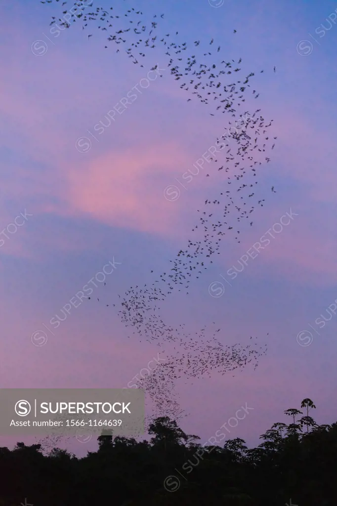 Flocks of Wrinkle-lipped Bats Tadarida plicata in flight at dusk  Khao Yai National Park  Thailand