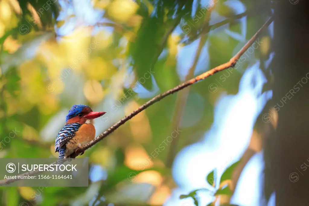 Male Banded Kingfisher Lacedo pulchella perched in rainforest canopy  Khao Yai National Park  Thailand