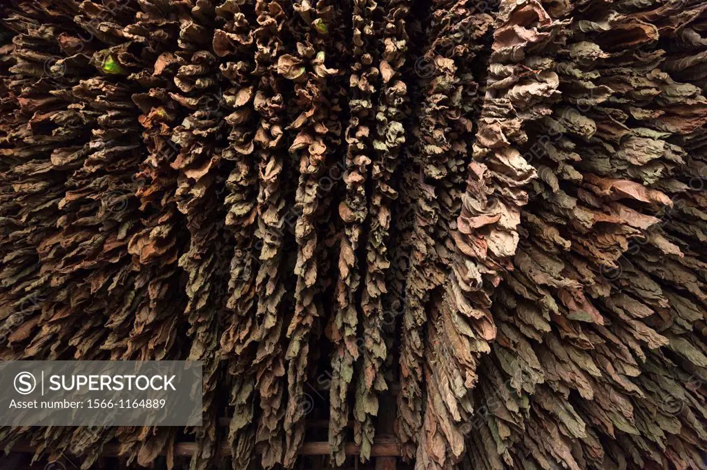 Cuba, Pinar del Rio Province, San Luis, Alejandro Robaina Tobacco Plantation, curing tobacco leaves