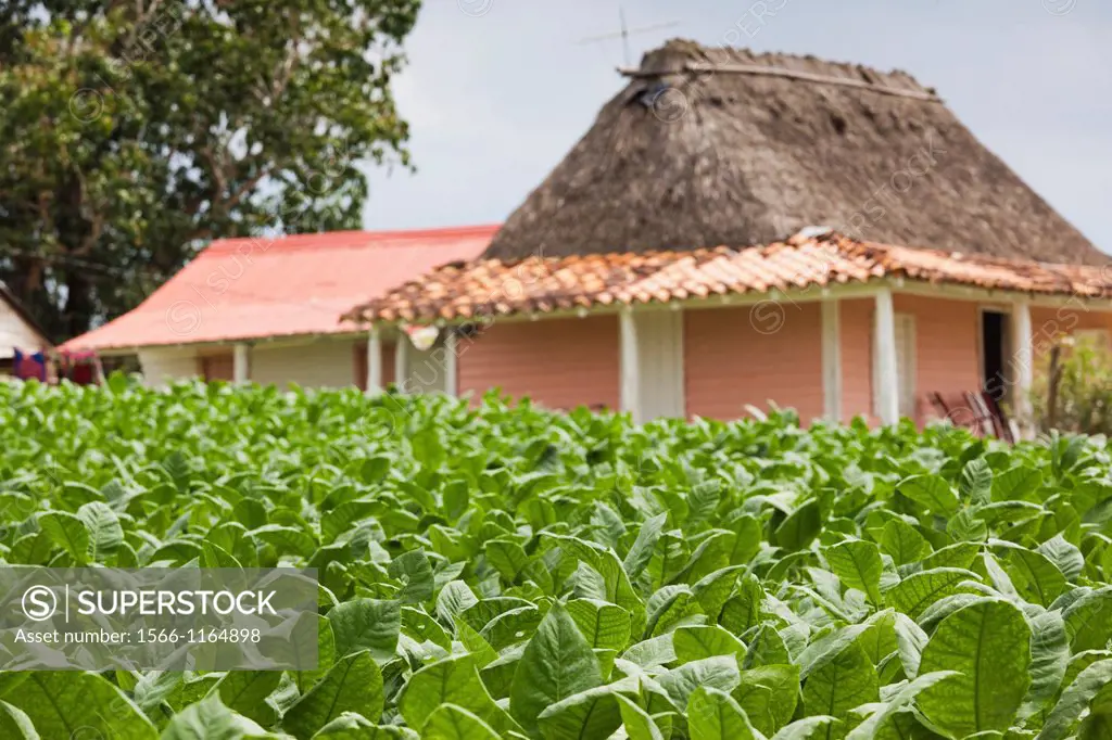 Cuba, Pinar del Rio Province, Vinales, small tobacco plantation