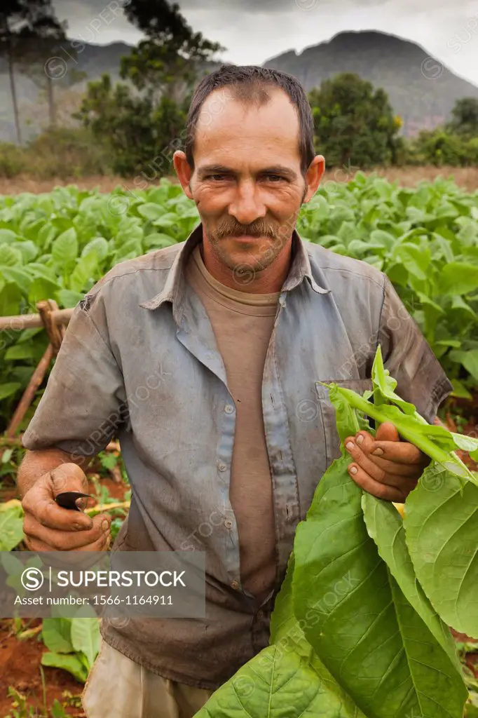 Cuba, Pinar del Rio Province, Vinales, Vinales Valley, tobacco planter, NR