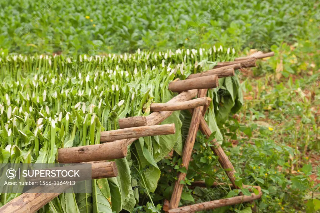 Cuba, Pinar del Rio Province, Vinales, Vinales Valley, outdoor drying of tobacco leaves