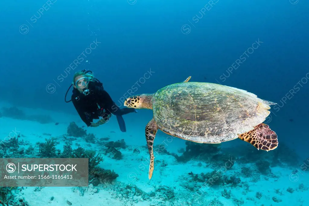 Hawksbill Sea Turtle and Scuba diver, Eretmochelys imbricata, North Male Atoll, Maldives