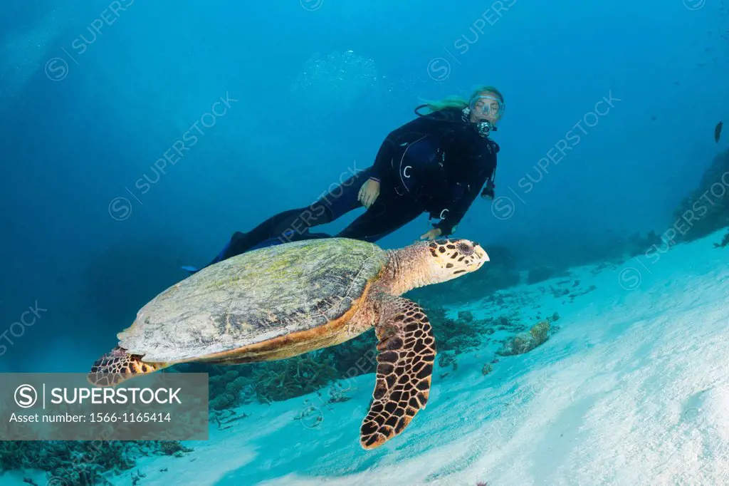 Hawksbill Sea Turtle and Scuba diver, Eretmochelys imbricata, North Male Atoll, Maldives