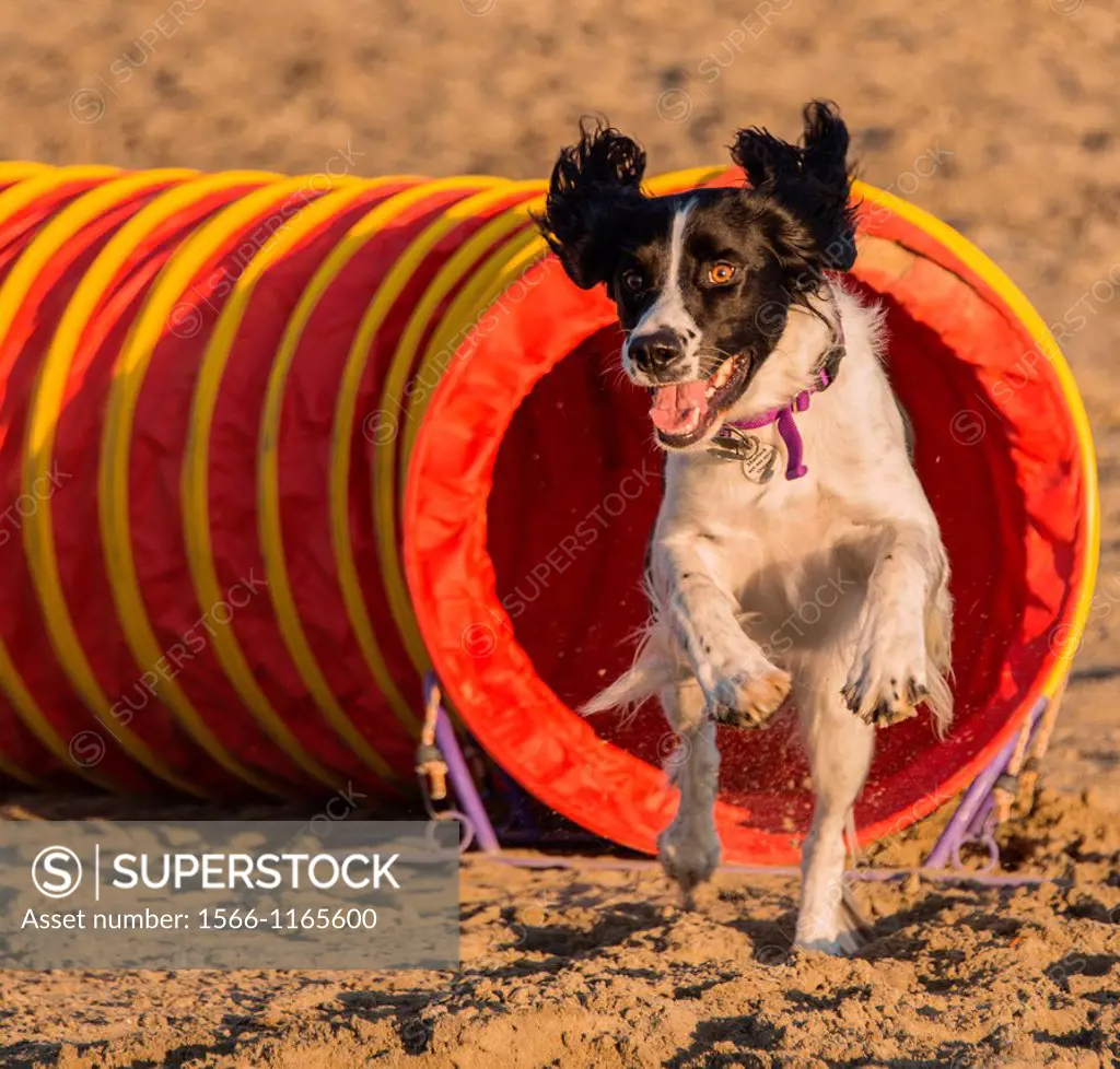 A spring spaniel joyously races out of the agility tunnel