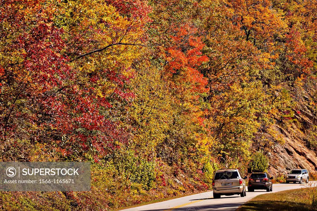 Colorful autumn foliage as leaves change colors along the Blue Ridge National Park near Asheville, North Carolina