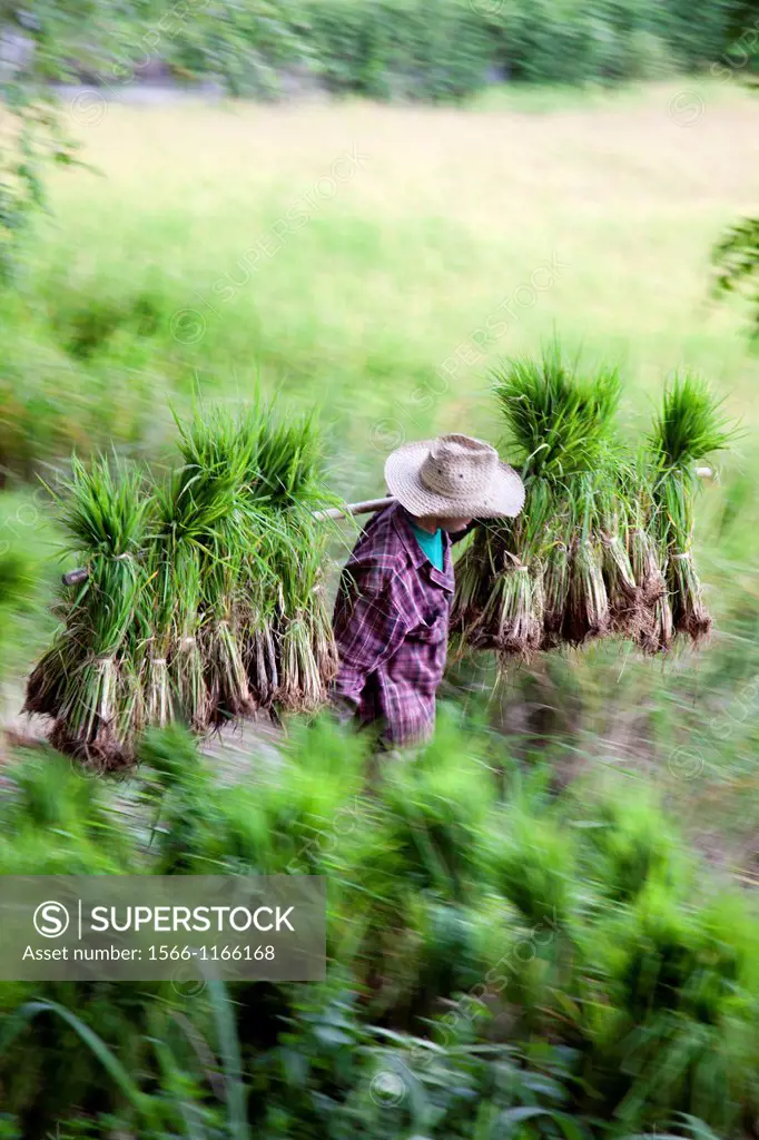 collecting rice