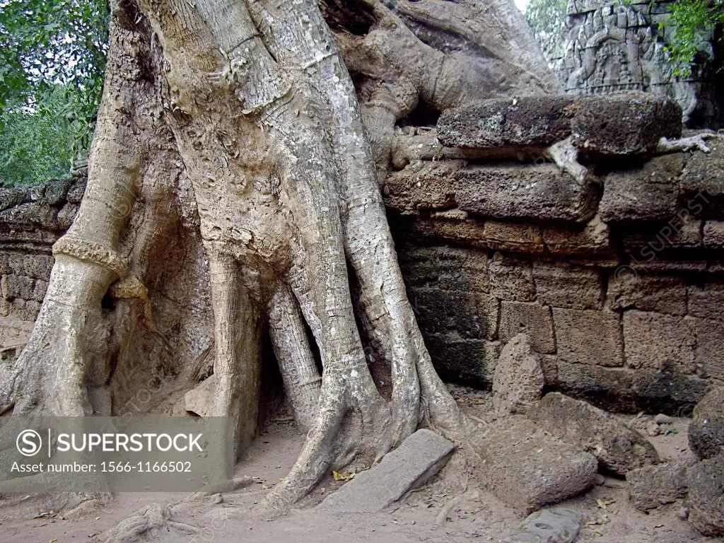 Huge rootsystem set on a fence at Angkor Ta Prohm Temple, Cambodia