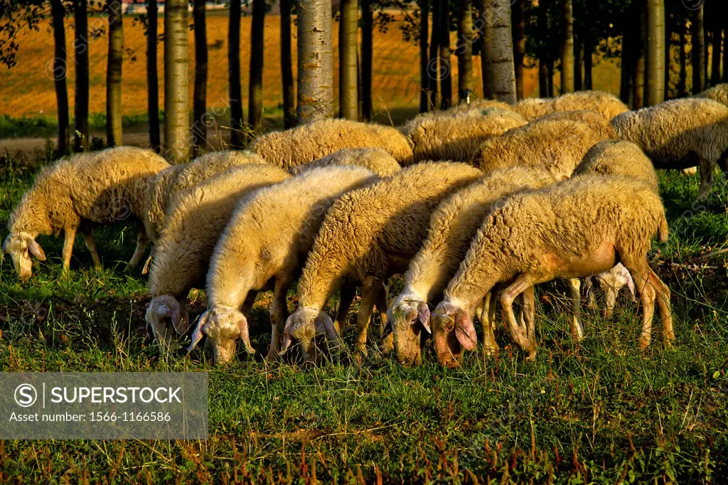 Flock sheep near Benavente, Castile and León, Spain