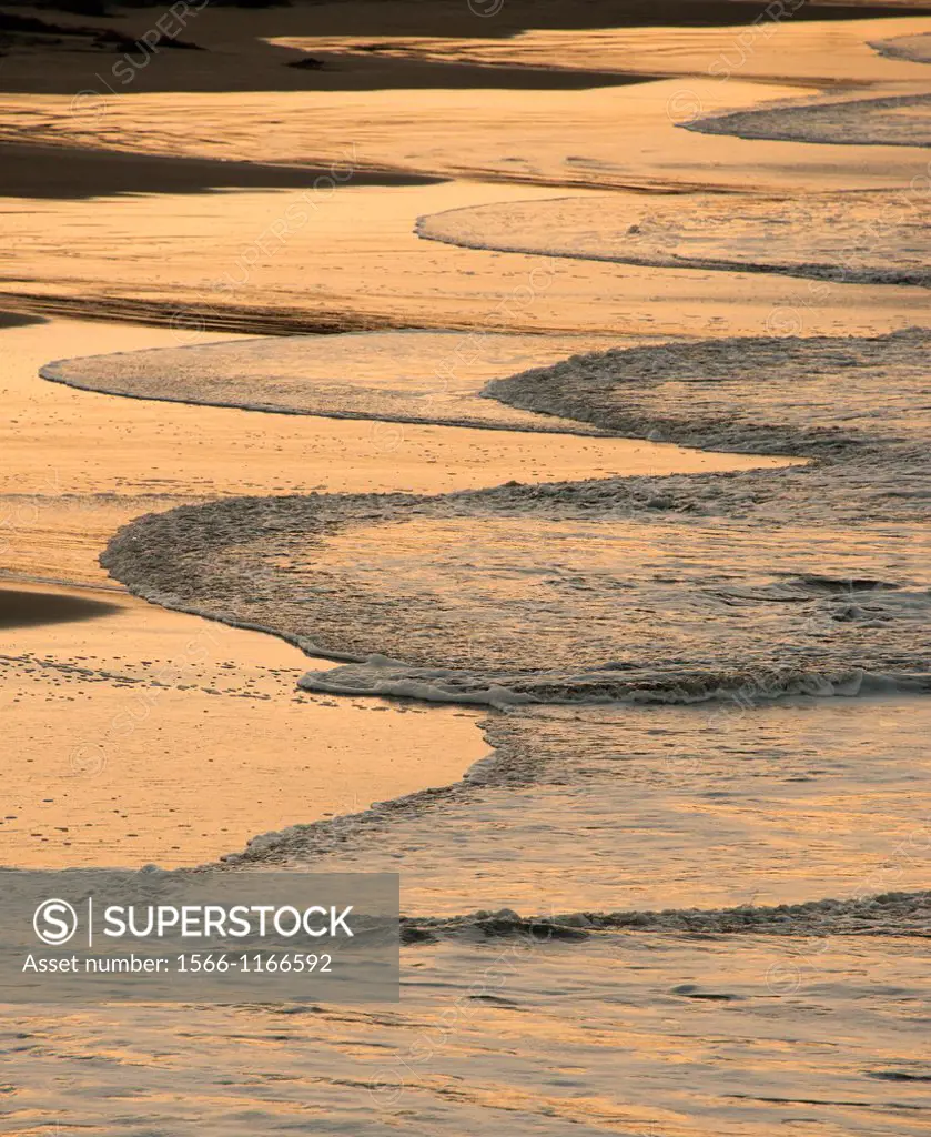 The incoming curves of the ocean waters turn golden in the dawn
