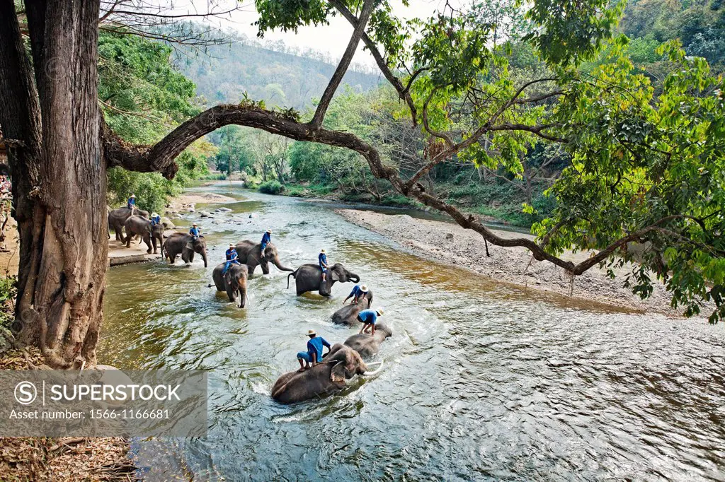 Elephants, Chiang Mai Province, Thailand.