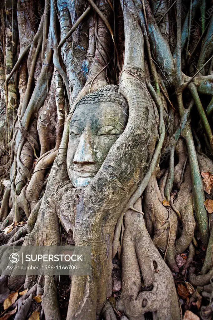 Buddha head enveloped by tree at Wat Phra Mahathat  Ayutthaya  Thailand.