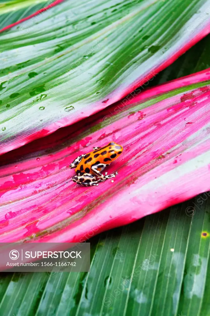 Strawberry Poison Dart Frog Dendrobates pumilio, Bastimentos island, Bocas del Toro province, Caribbean sea, Panama.