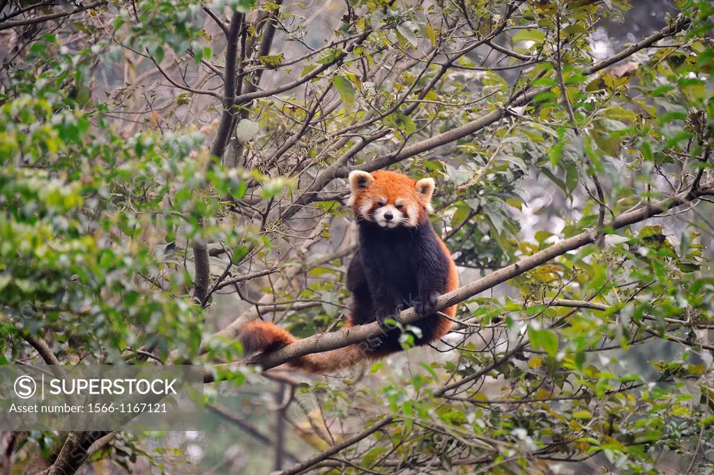 China, Sichuan, Chengdu, Bifengxia Panda Base Chengdu Research Base of Giant Panda Breeding, Red panda